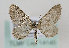  (Eupithecia undata - TLMF Lep 14145)  @14 [ ] CreativeCommons - Attribution Non-Commercial Share-Alike (2014) Peter Huemer Tiroler Landesmuseum Ferdinandeum
