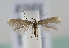  (Elachista brachypterella - TLMF Lep 14157)  @13 [ ] CreativeCommons - Attribution Non-Commercial Share-Alike (2014) Peter Huemer Tiroler Landesmuseum Ferdinandeum