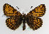  (Melitaea varia - TLMF Lep 14240)  @15 [ ] CreativeCommons - Attribution Non-Commercial Share-Alike (2014) Peter Huemer Tiroler Landesmuseum Ferdinandeum