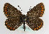  (Plebejus agestis - TLMF Lep 14253)  @11 [ ] CreativeCommons - Attribution Non-Commercial Share-Alike (2014) Peter Huemer Tiroler Landesmuseum Ferdinandeum