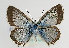  (Polyommatus coridon - TLMF Lep 14263)  @14 [ ] CreativeCommons - Attribution Non-Commercial Share-Alike (2014) Peter Huemer Tiroler Landesmuseum Ferdinandeum