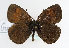  (Erebia nivalis - TLMF Lep 14281)  @14 [ ] CreativeCommons - Attribution Non-Commercial Share-Alike (2014) Peter Huemer Tiroler Landesmuseum Ferdinandeum