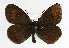  (Erebia manto - TLMF Lep 14286)  @15 [ ] CreativeCommons - Attribution Non-Commercial Share-Alike (2014) Peter Huemer Tiroler Landesmuseum Ferdinandeum