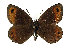  (Erebia montana - TLMF Lep 14294)  @15 [ ] CreativeCommons - Attribution Non-Commercial Share-Alike (2014) Peter Huemer Tiroler Landesmuseum Ferdinandeum