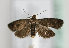  (Epinotia nigricana - TLMF Lep 15157)  @14 [ ] CreativeCommons - Attribution Non-Commercial Share-Alike (2014) Peter Huemer Tiroler Landesmuseum Ferdinandeum