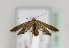  (Anomalotinea gardesanella - TLMF Lep 15609)  @14 [ ] CreativeCommons - Attribution Non-Commercial Share-Alike (2014) Peter Huemer Tiroler Landesmuseum Ferdinandeum
