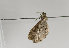  (Eupithecia gemellata - TLMF Lep 15670)  @13 [ ] CreativeCommons - Attribution Non-Commercial Share-Alike (2014) Peter Huemer Tiroler Landesmuseum Ferdinandeum