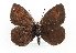  (Erebia arvernensis - TLMF Lep 19650)  @14 [ ] CreativeCommons - Attribution Non-Commercial Share-Alike (2016) Peter Huemer Tiroler Landesmuseum