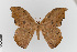  (Oxytenis bicornis - EcEs-0085)  @11 [ ] copyright (2024) Gunnar Brehm Friedrich-Schiller-University Jena