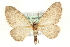  (Eupithecia immundata - MM01754)  @15 [ ] CreativeCommons - Attribution (2010) Unspecified Centre for Biodiversity Genomics