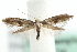  (Argyresthia glaucinella - MM09734)  @14 [ ] CreativeCommons - Attribution (2010) Unspecified Centre for Biodiversity Genomics