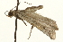  (Phycitodes lacteella - MM00736)  @13 [ ] CreativeCommons - Attribution (2010) Unspecified Centre for Biodiversity Genomics