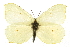  (Gonepteryx rhamni - MM00941)  @15 [ ] CreativeCommons - Attribution (2010) Unspecified Centre for Biodiversity Genomics