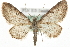  (Eupithecia subumbrata - MM03879)  @15 [ ] CreativeCommons - Attribution (2010) Unspecified Centre for Biodiversity Genomics