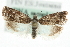  (Epinotia pygmaeana - MM04047)  @14 [ ] CreativeCommons - Attribution (2010) Unspecified Centre for Biodiversity Genomics