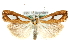  (Catoptria pinella - MM03598)  @15 [ ] CreativeCommons - Attribution (2010) Unspecified Centre for Biodiversity Genomics