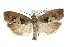  (Epinotia brunnichana - MM03625)  @15 [ ] CreativeCommons - Attribution (2010) Unspecified Centre for Biodiversity Genomics