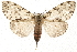  (Lymantria monacha - MM03651)  @15 [ ] CreativeCommons - Attribution (2010) Unspecified Centre for Biodiversity Genomics