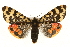  (Arctia alpina - MM03814)  @15 [ ] CreativeCommons - Attribution (2010) Unspecified Centre for Biodiversity Genomics