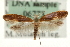  (Argyresthia albistria - MM06773)  @14 [ ] CreativeCommons - Attribution (2010) Unspecified Centre for Biodiversity Genomics