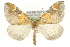  (Eulithis pyropata - MM06041)  @15 [ ] CreativeCommons - Attribution (2010) Unspecified Centre for Biodiversity Genomics
