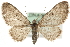  (Eupithecia virgaureata - MM06293)  @15 [ ] CreativeCommons - Attribution (2010) Unspecified Centre for Biodiversity Genomics