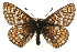  (Euphydryas iduna - MM06340)  @14 [ ] CreativeCommons - Attribution (2010) Unspecified Centre for Biodiversity Genomics