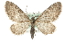  (Eupithecia fennoscandica - MM06359)  @15 [ ] CreativeCommons - Attribution (2010) Unspecified Centre for Biodiversity Genomics