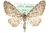  (Eupithecia virgaureata - MM06414)  @15 [ ] CreativeCommons - Attribution (2010) Unspecified Centre for Biodiversity Genomics