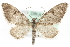  (Eupithecia conterminata - MM06415)  @15 [ ] CreativeCommons - Attribution (2010) Unspecified Centre for Biodiversity Genomics