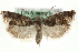  (Epinotia indecorana - MM06987)  @14 [ ] CreativeCommons - Attribution (2010) Unspecified Centre for Biodiversity Genomics