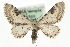  (Eupithecia centaureata - MM06569)  @15 [ ] CreativeCommons - Attribution (2010) Unspecified Centre for Biodiversity Genomics