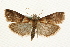  (Acrobasis repandana - MM09815)  @15 [ ] CreativeCommons - Attribution (2010) Unspecified Centre for Biodiversity Genomics