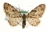  (Eupithecia tantillaria - MM09961)  @15 [ ] CreativeCommons - Attribution (2010) Unspecified Centre for Biodiversity Genomics