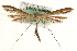  (Stenoptilia bipunctidactyla - MM10006)  @15 [ ] CreativeCommons - Attribution (2010) Unspecified Centre for Biodiversity Genomics