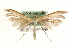  (Merrifieldia leucodactyla - MM10051)  @15 [ ] CreativeCommons - Attribution (2010) Unspecified Centre for Biodiversity Genomics
