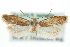  (Tinea columbariella - MM08512)  @14 [ ] CreativeCommons - Attribution (2010) Unspecified Centre for Biodiversity Genomics