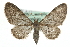  (Eupithecia trisignaria - MM09680)  @14 [ ] CreativeCommons - Attribution (2010) Unspecified Centre for Biodiversity Genomics