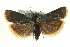  (Catastia marginea - MM10535)  @15 [ ] CreativeCommons - Attribution (2010) Unspecified Centre for Biodiversity Genomics