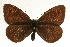  (Erebia medusa - MM10584)  @14 [ ] CreativeCommons - Attribution (2010) Unspecified Centre for Biodiversity Genomics