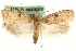  (Agonopterix propinquella - MM13888)  @14 [ ] CreativeCommons - Attribution (2010) Unspecified Centre for Biodiversity Genomics