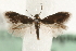  (Heliozela hammoniella - MM15506)  @14 [ ] CreativeCommons - Attribution (2010) Unspecified Centre for Biodiversity Genomics