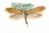  (Myrmecozela - MM15522)  @15 [ ] CreativeCommons - Attribution (2010) Unspecified Centre for Biodiversity Genomics
