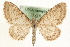  (Eupithecia cauchiata - MM15818)  @15 [ ] CreativeCommons - Attribution (2010) Unspecified Centre for Biodiversity Genomics