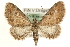  (Eupithecia simpliciata - MM15823)  @14 [ ] CreativeCommons - Attribution (2010) Unspecified Centre for Biodiversity Genomics