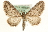  (Eupithecia millefoliata - MM15825)  @15 [ ] CreativeCommons - Attribution (2010) Unspecified Centre for Biodiversity Genomics