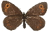  (Erebia embla - MM13978)  @15 [ ] CreativeCommons - Attribution (2010) Unspecified Centre for Biodiversity Genomics