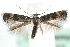  (Elachista serricornis - MM14057)  @14 [ ] CreativeCommons - Attribution (2010) Unspecified Centre for Biodiversity Genomics