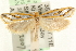  (Thudaca haplonota - MM11468)  @15 [ ] CreativeCommons - Attribution (2010) Unspecified Centre for Biodiversity Genomics