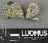  (Muellerella pygmaea - H9243615)  @11 [ ] by-nc (2024) Erkka Laine Luomus